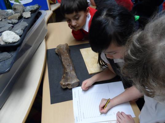 Y1S engrossed in identifying fossils during a WOW? Science day. Look at the bones and ammonites!